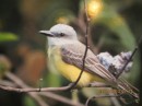 Tropical Kingbird - photo by someone else.