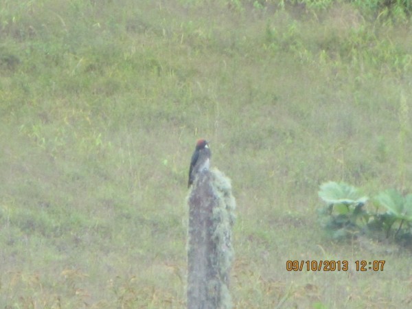 Woodpecker - one of 4 species of woodpeckers we saw.  Does anyone know which one?