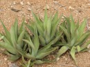 Aloe Vera type cactus.