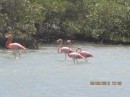 Flamingos at the mangrove reserve.