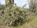 Yet another species of cactus.