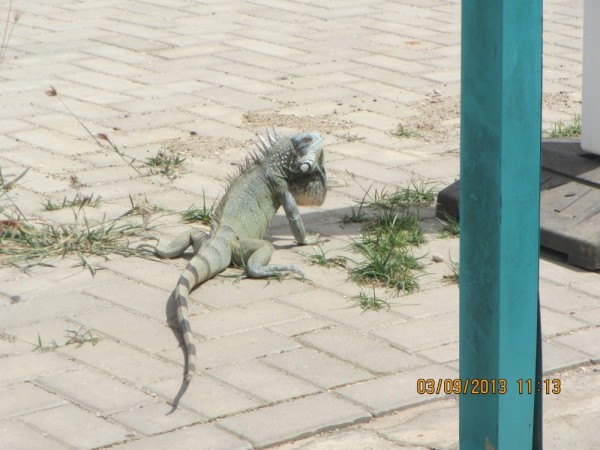 The main inhabitant of the island - iguana!