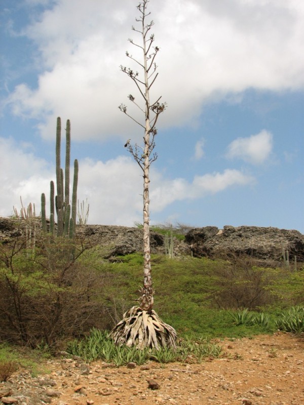 Another species of cactus.