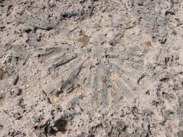 Petrified coral in the limestone.