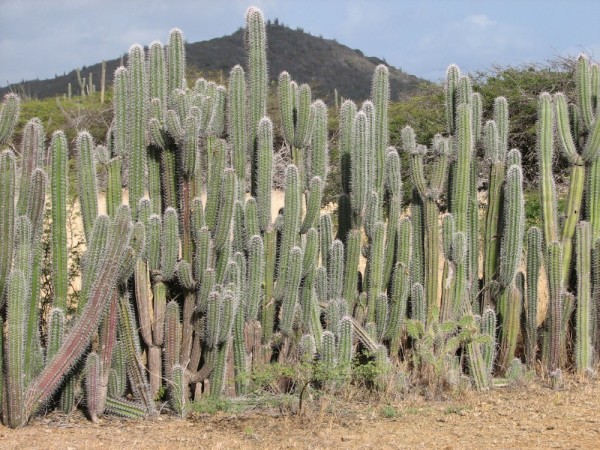 There is so much cactus in Bonaire, they use it for fenses!