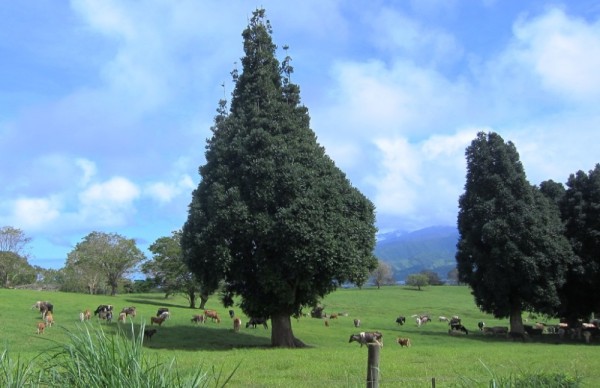 View of the farm on top of Tahiti Iti.