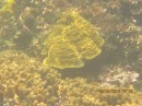 Mustard hill coral