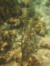Deep water gorgonia