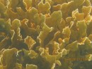 Leafy stinging coral