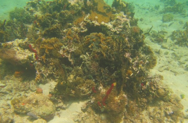 View of reef