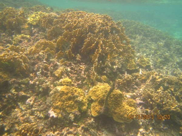 View of reef
