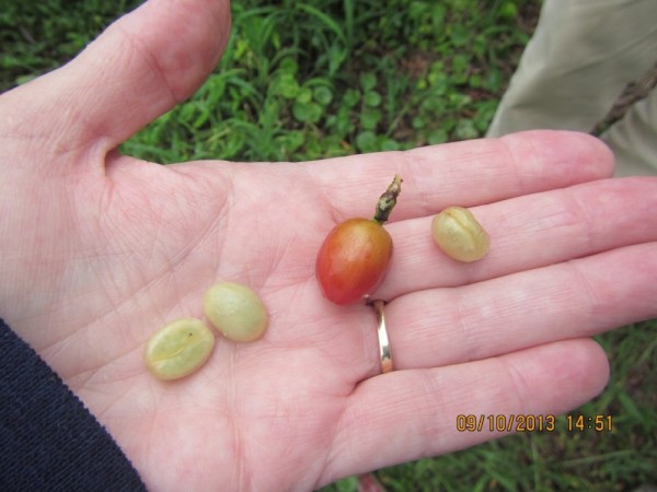 Coffee tree fruit (red colored) and inside beans (tan colored).