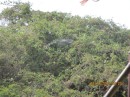 Iguana in a tree - could this be a modified behavior to avoid getting kicked by an ostrich?