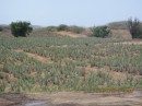 Aloe plantation.
