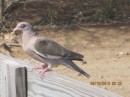 White wing dove (1 of thousands)