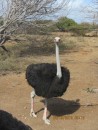 Male ostrich with black feathers.