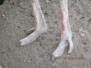 Ostrich feet - made for running 50 miles/hour and kicking when they are threatened.