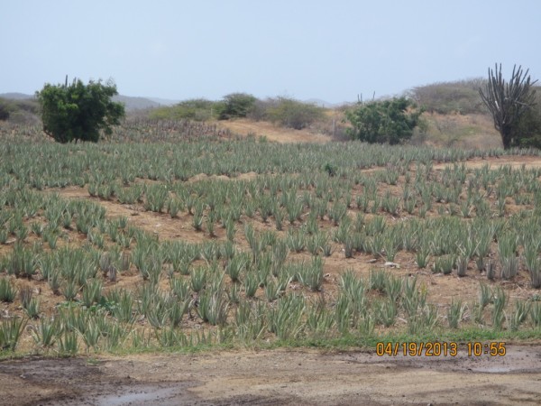 Aloe plantation.