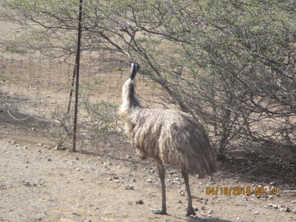 Female ostrich with grey/brown feathers.