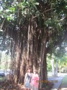 Gail and Bonnie in front of a huge tree so common in Panama.