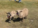 They heard sheep on Taquile Island.