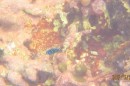 Juvenile Yellowtail Damselfish.