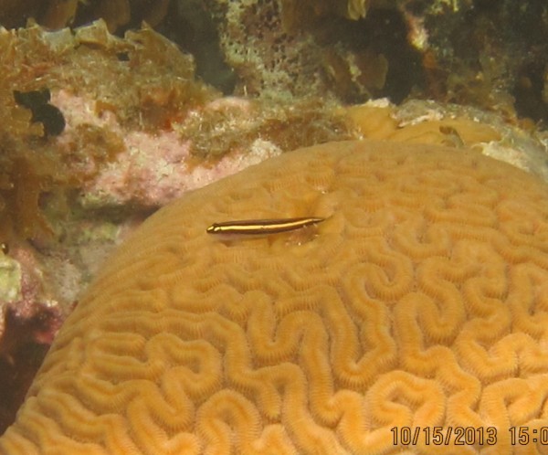 Yellowprow Goby.