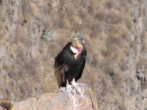 The Andean Condor with a wing span of over 10 feet and weight of 20-30 pounds.