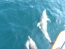 Dolphins playing in our bow wake, Day 1 for Cetacea in the Pacific Ocean.