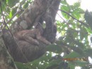 A three toed sloth with her baby holding onto her stomach.
