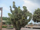 Blooming cactus.