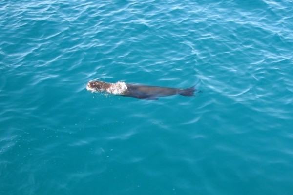 Our first visitor - a sea lion.