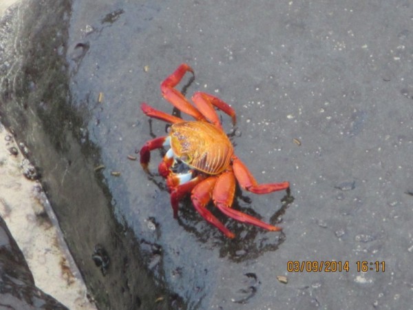 Close up of red crab.