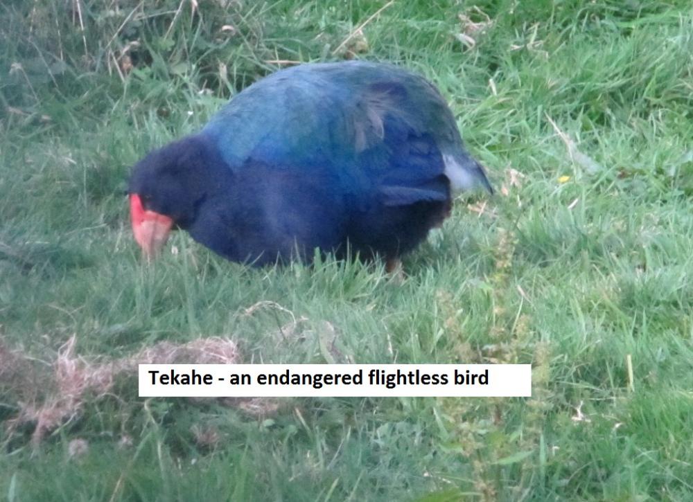 Tekahe, an endangered flightless bird.