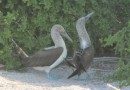 Blue-footed Boobies doing their mating dance.