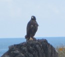 Galapagos Hawk