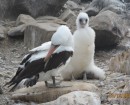 Nazca Booby with baby 