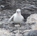 Nazca Booby with eggs