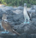 Blue-footed Boobies doing their dance