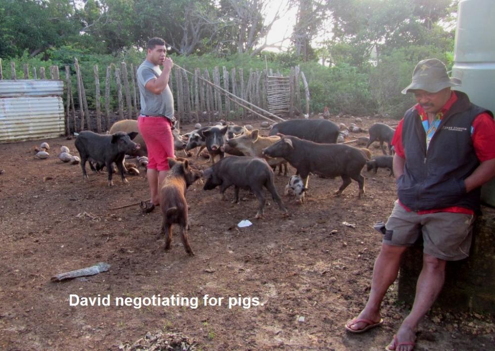 David negotiating for pigs.