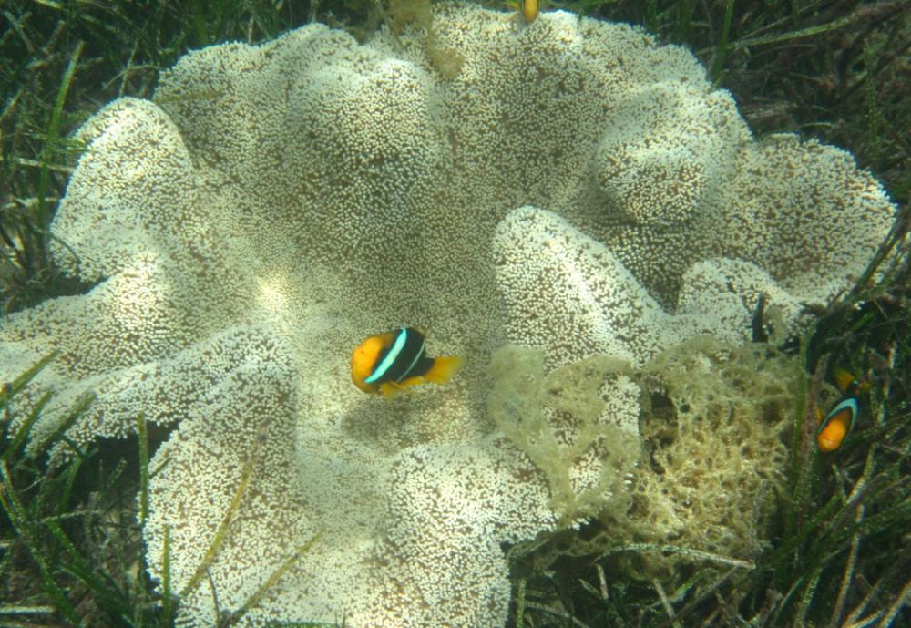 Anemonefish in coral
