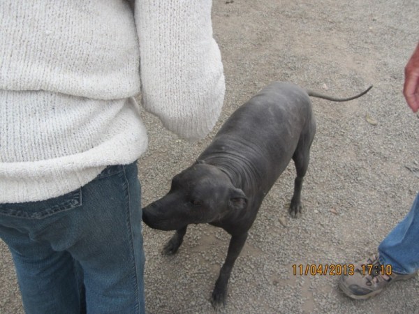Peruvian Hairless Dog, like the one offered to President Obama, who refused the gift.