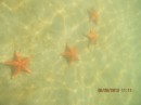 Starfish on Starfish Beach - aptly named!