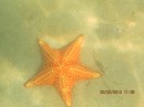 Close up of a Pincushion Starfish.