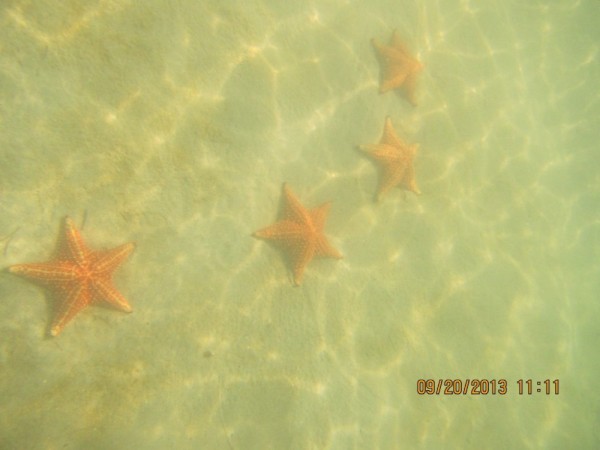 Starfish on Starfish Beach - aptly named!
