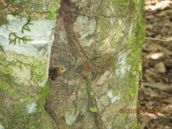 A tiny yellow cone-shaped bee hive sticking out of the tree with no sting bees.