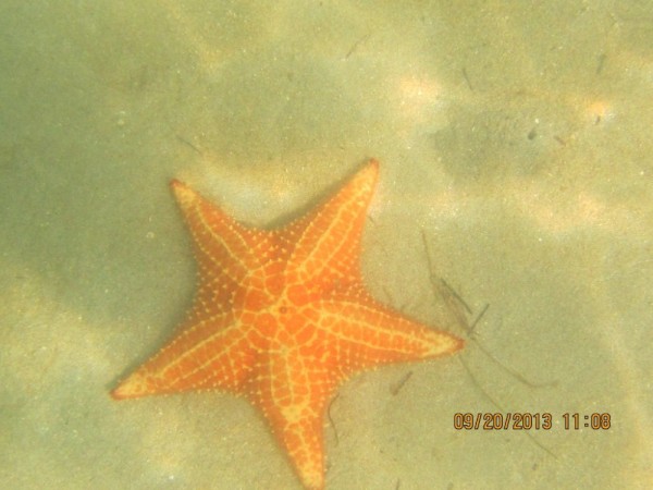 Close up of a Pincushion Starfish.