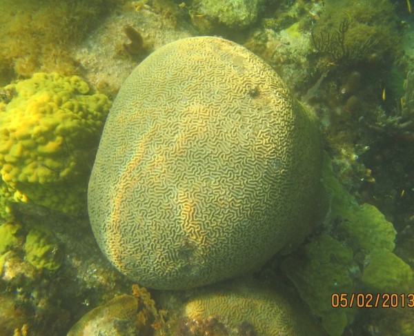 Smooth brain coral.