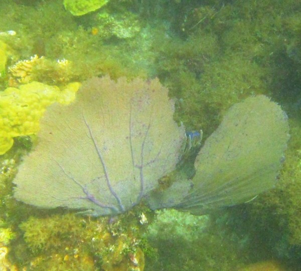 Common sea fan coral.
