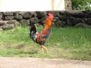 There are wild roosters and chickens everywhere.